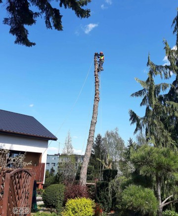 Wycinka Drzew Metodą Alpinistyczną Pielęgnacja Arborysta