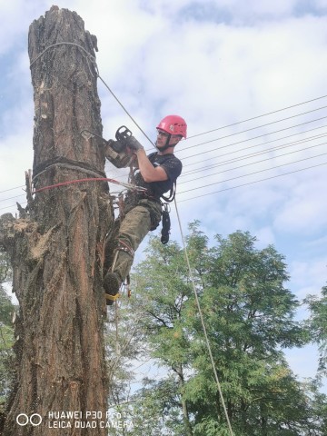 Wycinka Drzew Metodą Alpinistyczną Pielęgnacja Arborysta