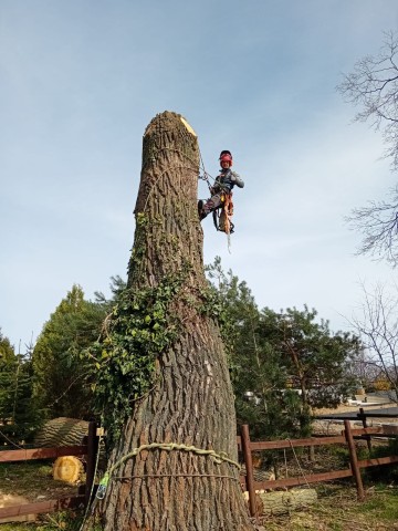 Wycinka Drzew Metodą Alpinistyczną Pielęgnacja Arborysta