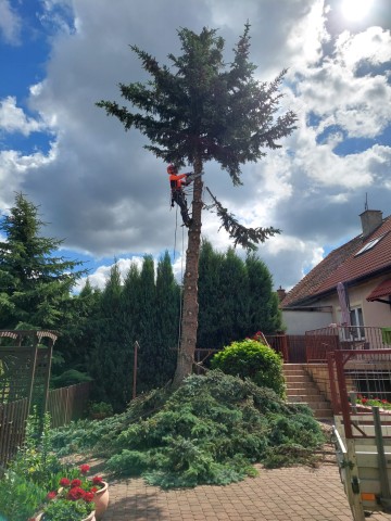 Wycinka Drzew Metodą Alpinistyczną Pielęgnacja Arborysta