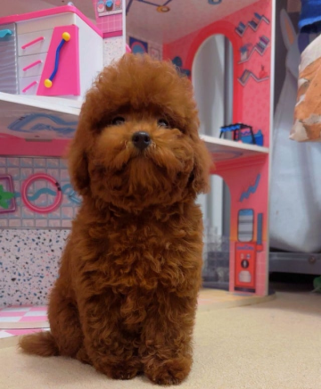 Pudel Azjatycki Toy (Koreański i Chiński)