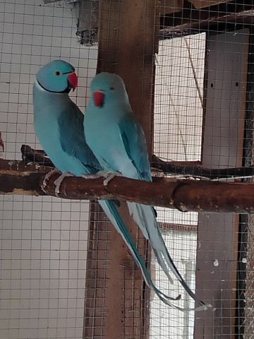 Sprzedam aleksandrety i świergota