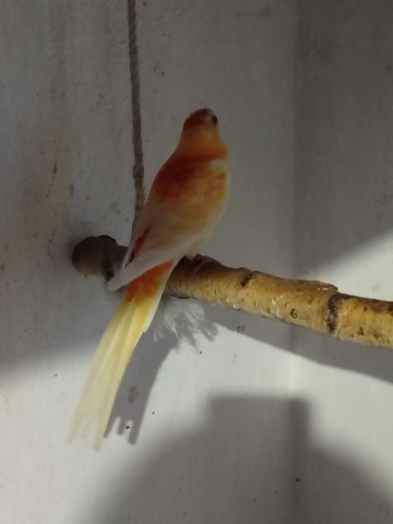 Sprzedam aleksandrety i świergota