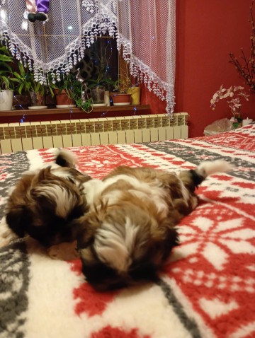 Shihtzu