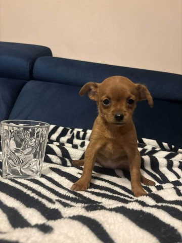 Pinczerki miniaturka