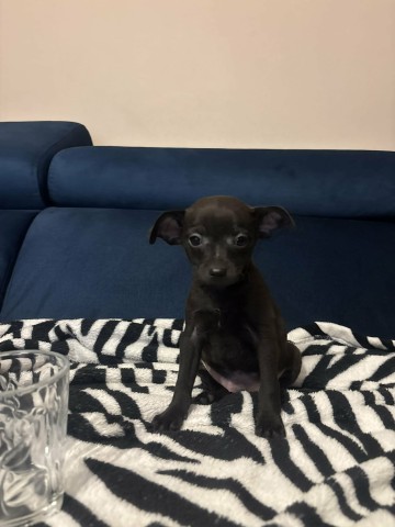 Pinczerki miniaturka