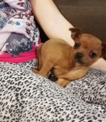 Pinczerki miniaturka