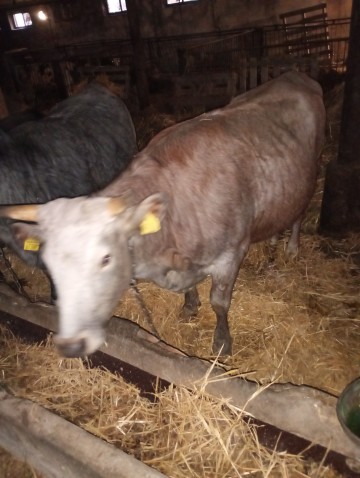 Sprzedam cielną  jał&oacute;wkę