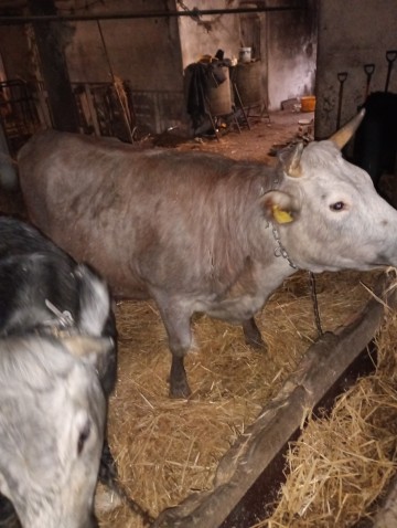 Sprzedam cielną  jał&oacute;wkę