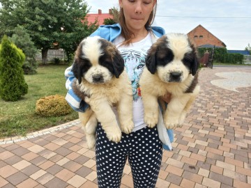 Moskiewski Pies Str&oacute;żujący