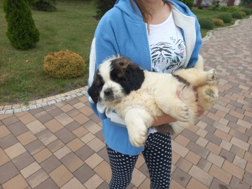 Moskiewski Pies Str&oacute;żujący