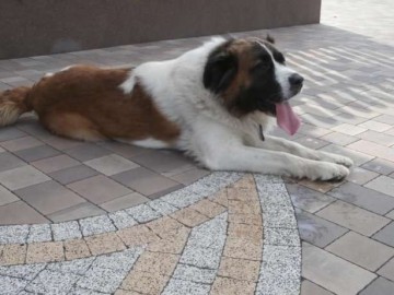 Moskiewski Pies Str&oacute;żujący