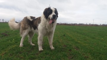 Moskiewski Pies Str&oacute;żujący