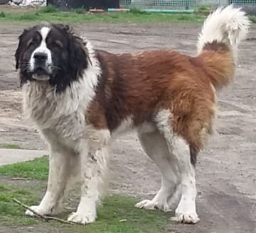 Moskiewski pies str&oacute;żujący