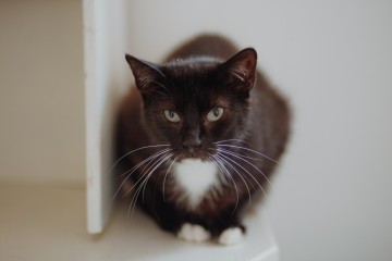 Bryś - wspaniały, delikatny kotek szuka domu!