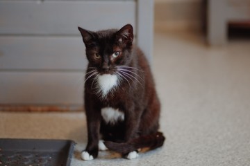 Bryś - wspaniały, delikatny kotek szuka domu!