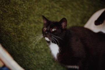 Bryś - wspaniały, delikatny kotek szuka domu!