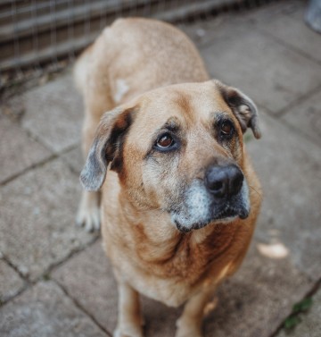 Suzi - domowa, wychowana suczka szuka domu!