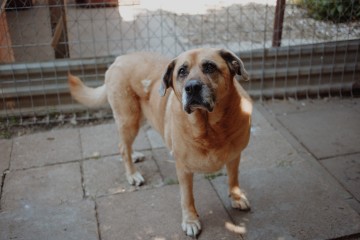 Suzi - domowa, wychowana suczka szuka domu!