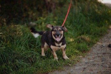 Baloo - niskopodłogowy wesołek szuka domu!