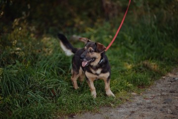 Baloo - niskopodłogowy wesołek szuka domu!