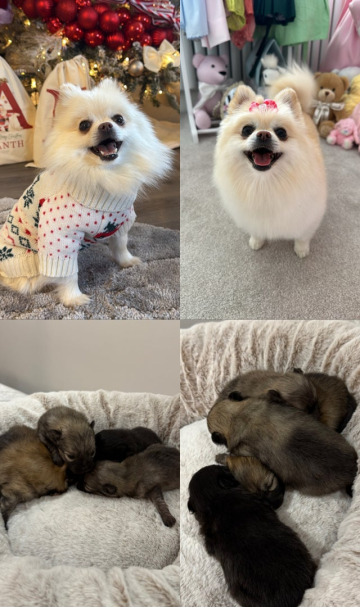 Teddy Bear Pomerians