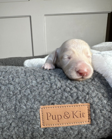 Jamniki miniaturowe w kolorze kremowym