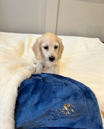 Jamniki miniaturowe w kolorze kremowym