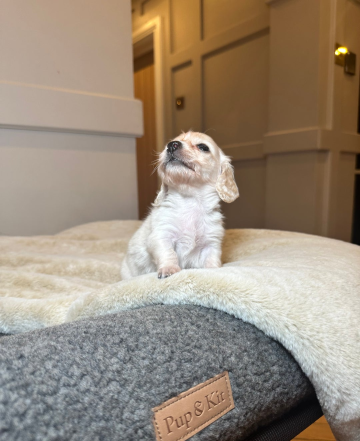 Jamniki miniaturowe w kolorze kremowym