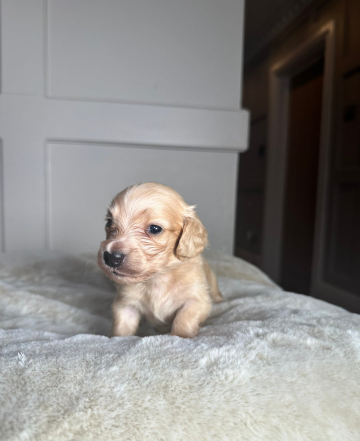 Jamniki miniaturowe w kolorze kremowym