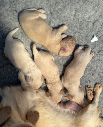 Jamniki miniaturowe w kolorze kremowym