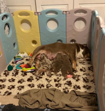 Szczeniaki buldoga angielskiego zarejestrowane w Kennel Club