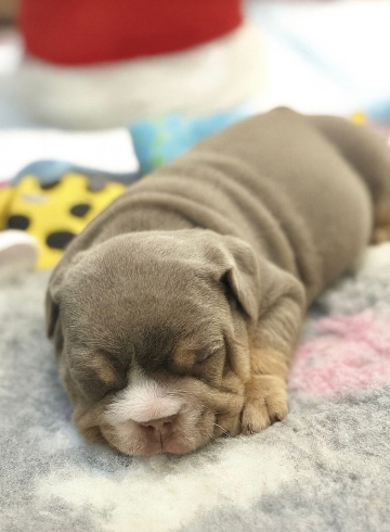 Szczeniaki buldoga angielskiego zarejestrowane w Kennel Club