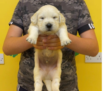 Stunning golden retriever puppies for sale