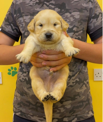 Stunning golden retriever puppies for sale