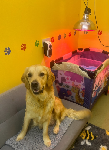 Stunning golden retriever puppies for sale