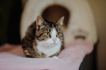 Marzenka - cudowna koteczka bez szans na dom...