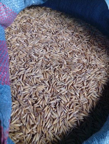 Sprzedam owies pierwszy rok po centrali