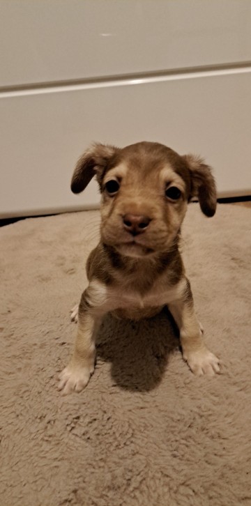 Suczki po mamie Buldog Francuski