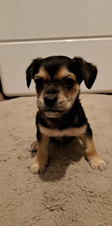 Pieski po Mamie Buldog Francuski