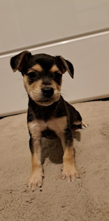 Pieski po Mamie Buldog Francuski