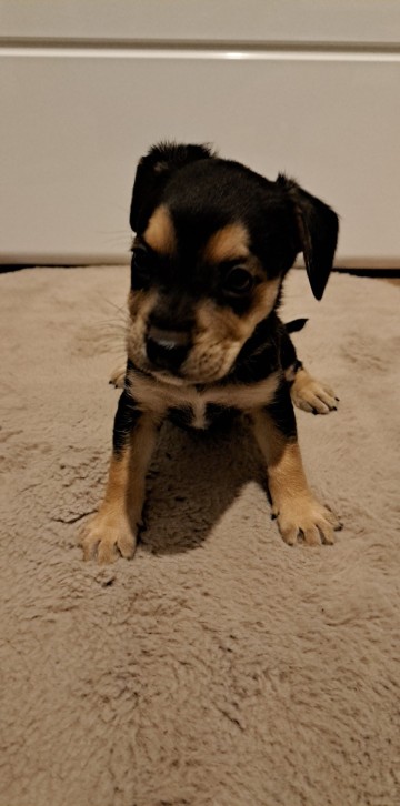 Pieski po Mamie Buldog Francuski