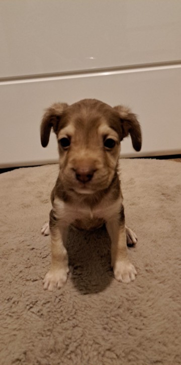 Pieski po Mamie Buldog Francuski