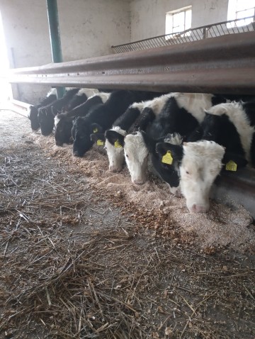 7 byczk&oacute;w i 4 jał&oacute;wki