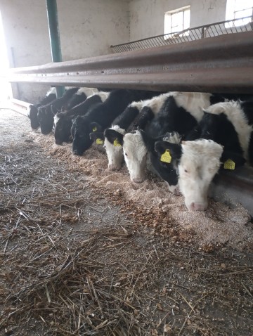 7 byczków i 4 jałówki