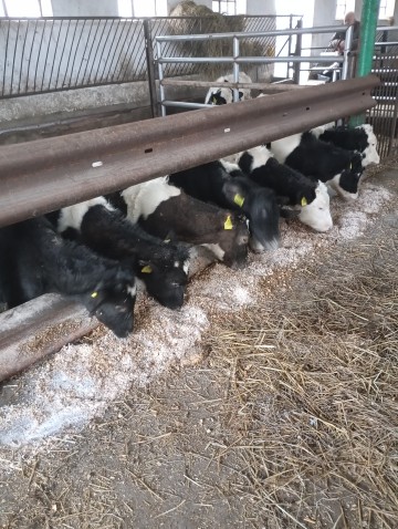 7 byczków i 4 jałówki