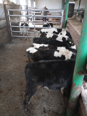 7 byczków i 4 jałówki