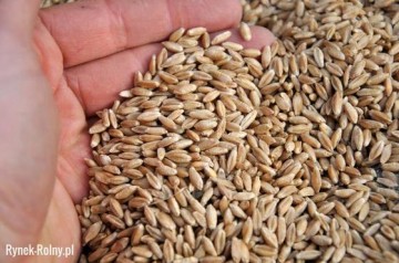 Sprzedam pszenżyto i gryke.