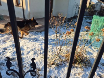 Szczeniaki owczarka niemieckiego