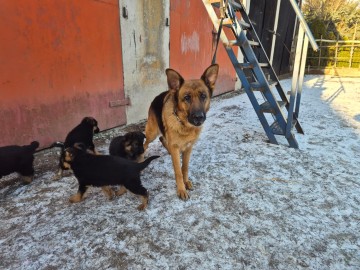 Szczeniaki owczarka niemieckiego